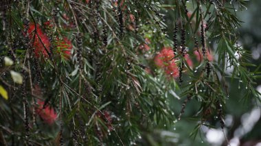 Rüzgarda, yağmurda, kırmızı, yeşil ve beyaz renklerde, canlı, doğal bir manzarada geçen, Ağlayan Şişe Fırçası 'nın (Callistemon viminalis) yakın çekimi.