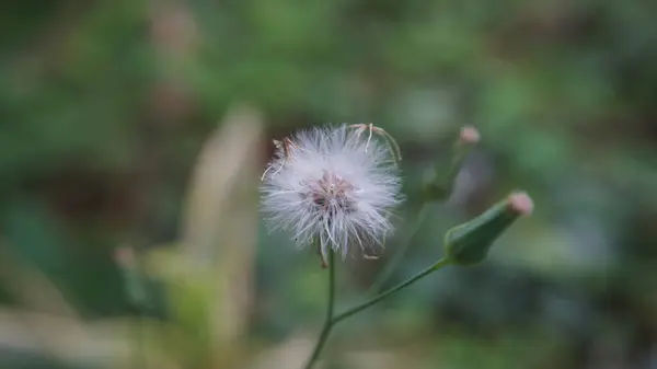 Bir karahindiba çiçeğinin (Yapışkan Groundsel / senecio viscosus) yakın plan bir bahçede rüzgarda savrulmaya hazır yumuşak tohumlar, yeşil çimenler ve diğer bitkilerle çevrili canlı bir yaz çayırında