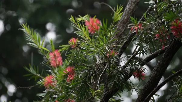 Rüzgarda, yağmurda, kırmızı, yeşil ve beyaz renklerde, canlı, doğal bir manzarada geçen, Ağlayan Şişe Fırçası 'nın (Callistemon viminalis) yakın çekimi.