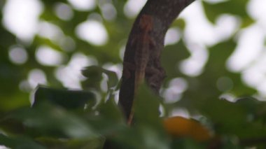 A lizard resting on a tree branch clipart