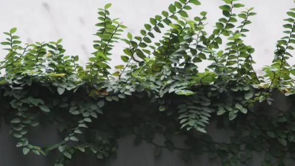 Canlı yeşil eğreltiotu yapraklarının yemyeşil bahçedeki manzarası.