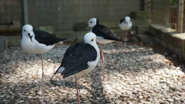Bir martı ve ördekler, leylek benzeri kuşlarla birlikte doğal bir vahşi yaşam ortamında.