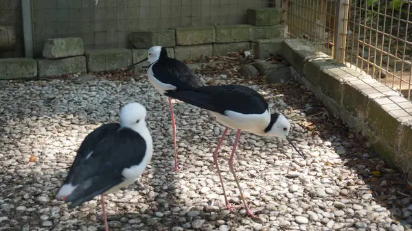 Bir martı ve ördekler, leylek benzeri kuşlarla birlikte doğal bir vahşi yaşam ortamında.