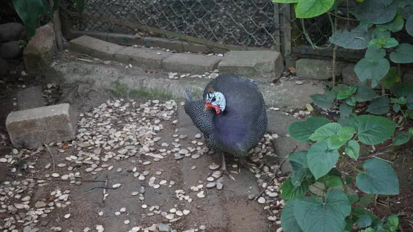 Parkı çevreleyen bir çeşme ve çitin yakınındaki tavuklar.