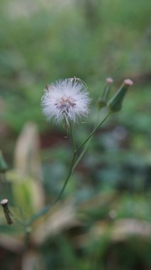 A close-up of a dandelion flower (Sticky groundsel/senecio viscosus) in the garden with fluffy seeds ready to blow in the wind, surrounded by green grass and other plants in a vibrant summer meadow clipart