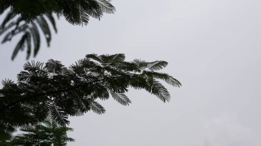 Bırak yeşil ağaçlar yavaşça sallansın dalgalı mavi gökyüzüne