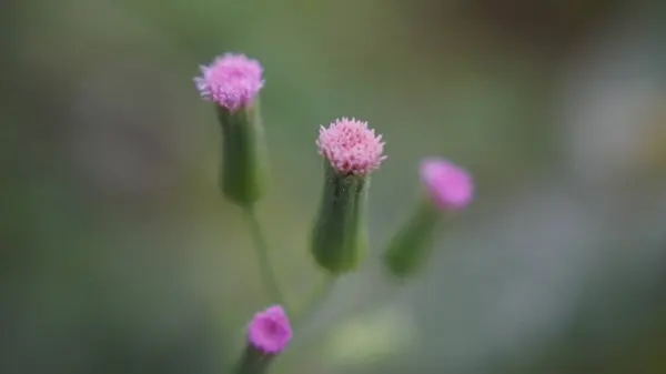 Bir karahindiba çiçeğinin (Yapışkan Groundsel / senecio viscosus) yakın plan bir bahçede rüzgarda savrulmaya hazır yumuşak tohumlar, yeşil çimenler ve diğer bitkilerle çevrili canlı bir yaz çayırında