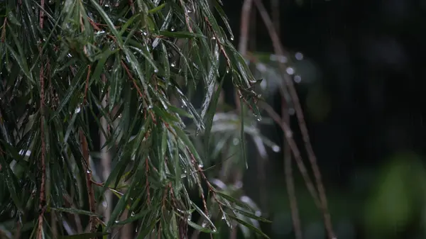 Yeşil ağaçlara yakın çekim, rüzgarda suyla süzülen bitkiler, bir tarlada yaprakların, otların ve doğanın dokusunu gösteriyor.