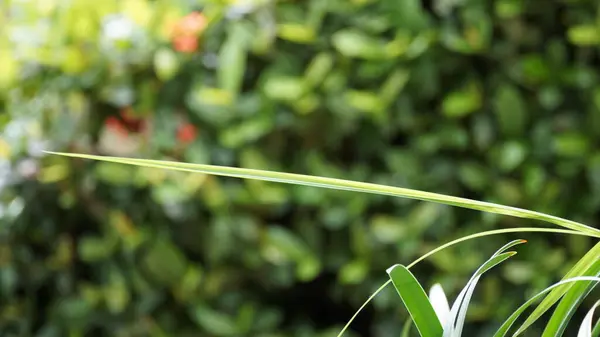 Sabah bahçesinde taze yeşil çimenler