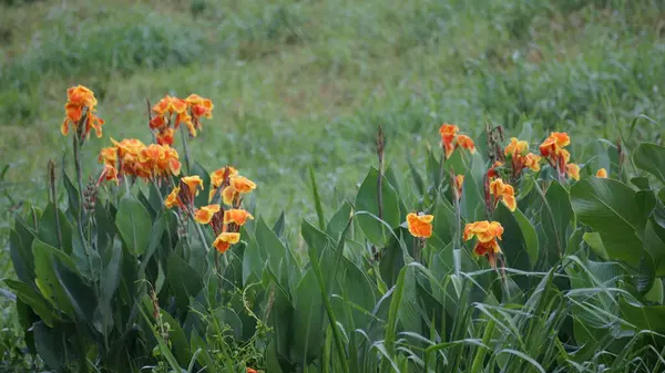 Bahar çayırlarında açan kırmızı ve sarı gelincikler ve çiçeklerle dolu canlı bir tarla