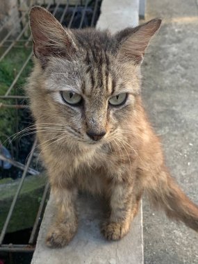 Güzel gözleri ve bıyıkları olan sevimli bir kedinin portresi.