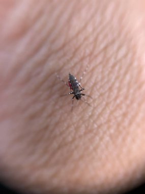 Elinde bir sivrisineğin derisini kapat.