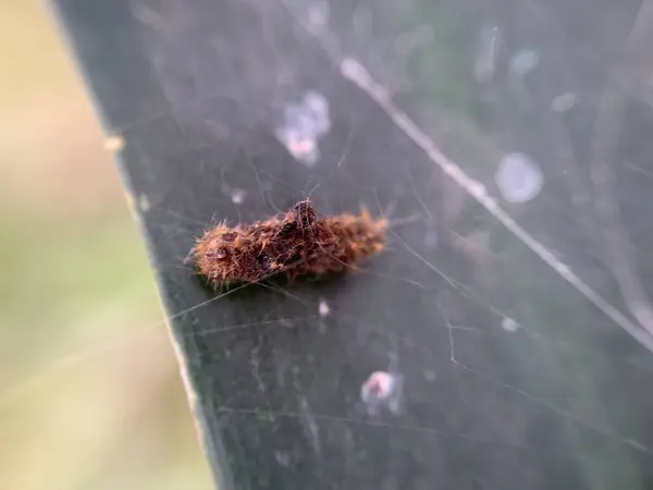 Örümcek ağıyla yaprak üzerinde tırtıl