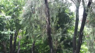 Çiçekli yeşil bir bahçede, ağaç yapraklarındaki yağmur damlaları.