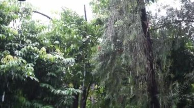 Çiçekli yeşil bir bahçede, ağaç yapraklarındaki yağmur damlaları.