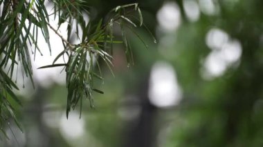 Ağaçların ve dalların taze yağmur damlalarının altında parladığı yemyeşil bir ormanda yağmurlu bir gün.