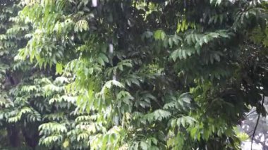 Çiçekli yeşil bir bahçede, ağaç yapraklarındaki yağmur damlaları.