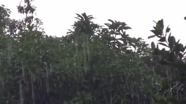 Bereketli Yeşil Yapraklı Yağmur Ormanları