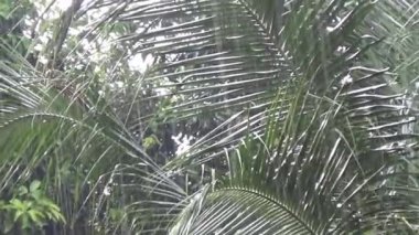Palm Leaves 'e Yağmur Damlalarının Yakın Çekimi