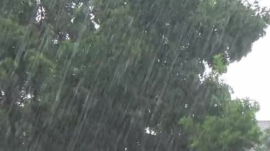 Palm Leaves 'e Yağmur Damlalarının Yakın Çekimi