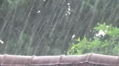 Palm Leaves 'e Yağmur Damlalarının Yakın Çekimi