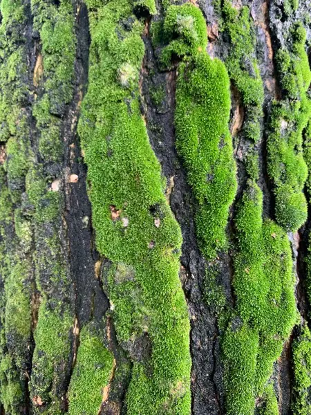 Ormanda yeşil yosunlu ağaç kabuğuna yakın çekim