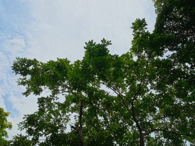 Güneşli bir günde parlak mavi gökyüzüne uzanan uzun ağaçlar.