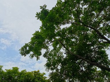 Uzun ağaçlar ve açık mavi gökyüzü olan parlak bir yaz ormanı.