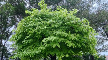 Dalgalı bir ormanda yemyeşil ağaçlar Euonymus Alatus Compacta ve yeşillik