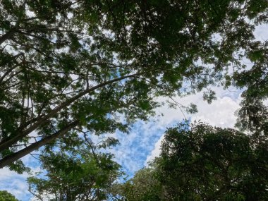 Uzun ağaçlar ve açık mavi gökyüzü olan parlak bir yaz ormanı.