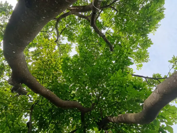 Güneşli bir orman parkında duran yaşlı bir meşe ağacı.