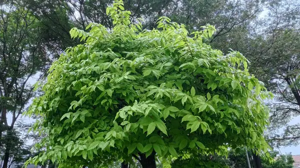 Dalgalı bir ormanda yemyeşil ağaçlar Euonymus Alatus Compacta ve yeşillik