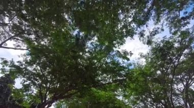 Ağaç dalları arasından gün ışığı