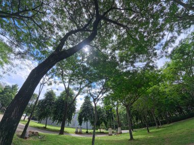 Yeşillik bir ormandaki uzun ağaçların arasından süzülen güneş ışığı