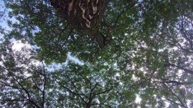 Ağaç tepeciğine bakıyorum