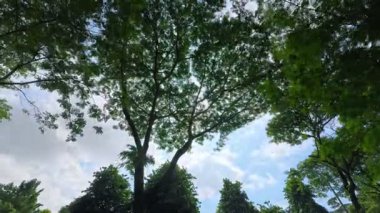 Zaman kavramları Gökyüzündeki güzel ağaçlar ve bulutlar