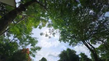 Zaman kavramları Gökyüzündeki güzel ağaçlar ve bulutlar