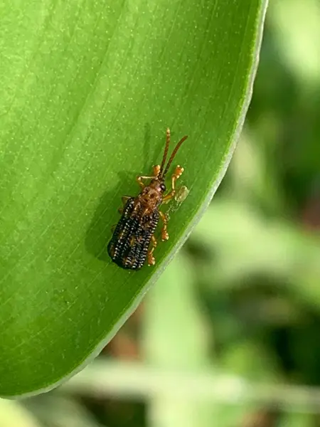 Uroplata Girardi yakın plan doğa sahnesinde bir yaprak üzerinde