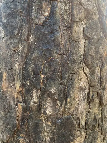 Kaba ve desenli ağaç kabuklarının doğal kahverengi ve gri tonlarında yakın çekimi