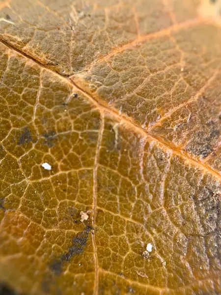 Ayrıntılı doku ve damarları gösteren bir sonbahar yaprağının yakın çekim makrosu