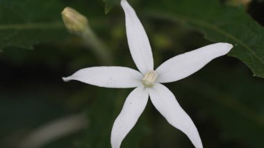 Close-up of white flowering plant (Star of bethlehem-Hippobroma longiflora) clipart