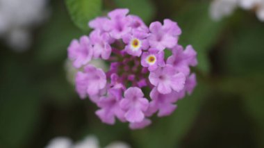 Purple flowering plant (Trailing lantana-Lantana montevidensis) clipart