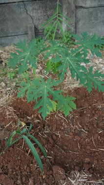 Topraktan çıkan küçük bir papaya filizi büyümeyi ve yeni yaşamı simgeliyor.