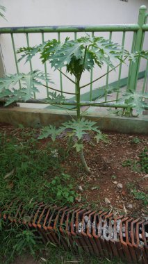 Papaya yaprakları yemyeşil ve dolambaçlı bir yol ile çevrili bir bahçe çiti ile yemyeşil bitkiler