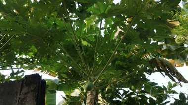 Yeşillik yeşil papaya yaprakları ve çiçek açan çiçekler, yaz ormanının göbeğinde gün ışığıyla aydınlanıyor.