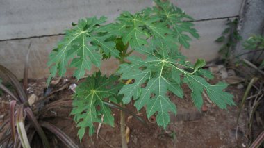 Topraktan çıkan küçük bir papaya filizi büyümeyi ve yeni yaşamı simgeliyor.