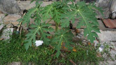 Topraktan çıkan küçük bir papaya filizi büyümeyi ve yeni yaşamı simgeliyor.