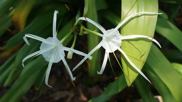 Beyaz çiçekli bitki (Plaj örümceği nilüferocallis littoralis)