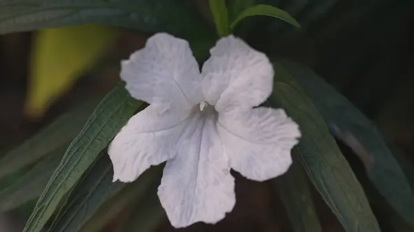 Beyaz çiçekli bitkinin yakın çekimi (Gece açan vahşi petunya-Reullia noctiflora)