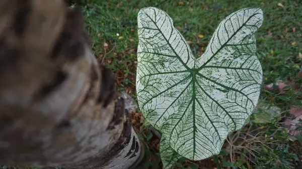 Bir Bahçede Beyaz ve Yeşil Caladium Yaprağına (Caladium bicolor) yakın plan